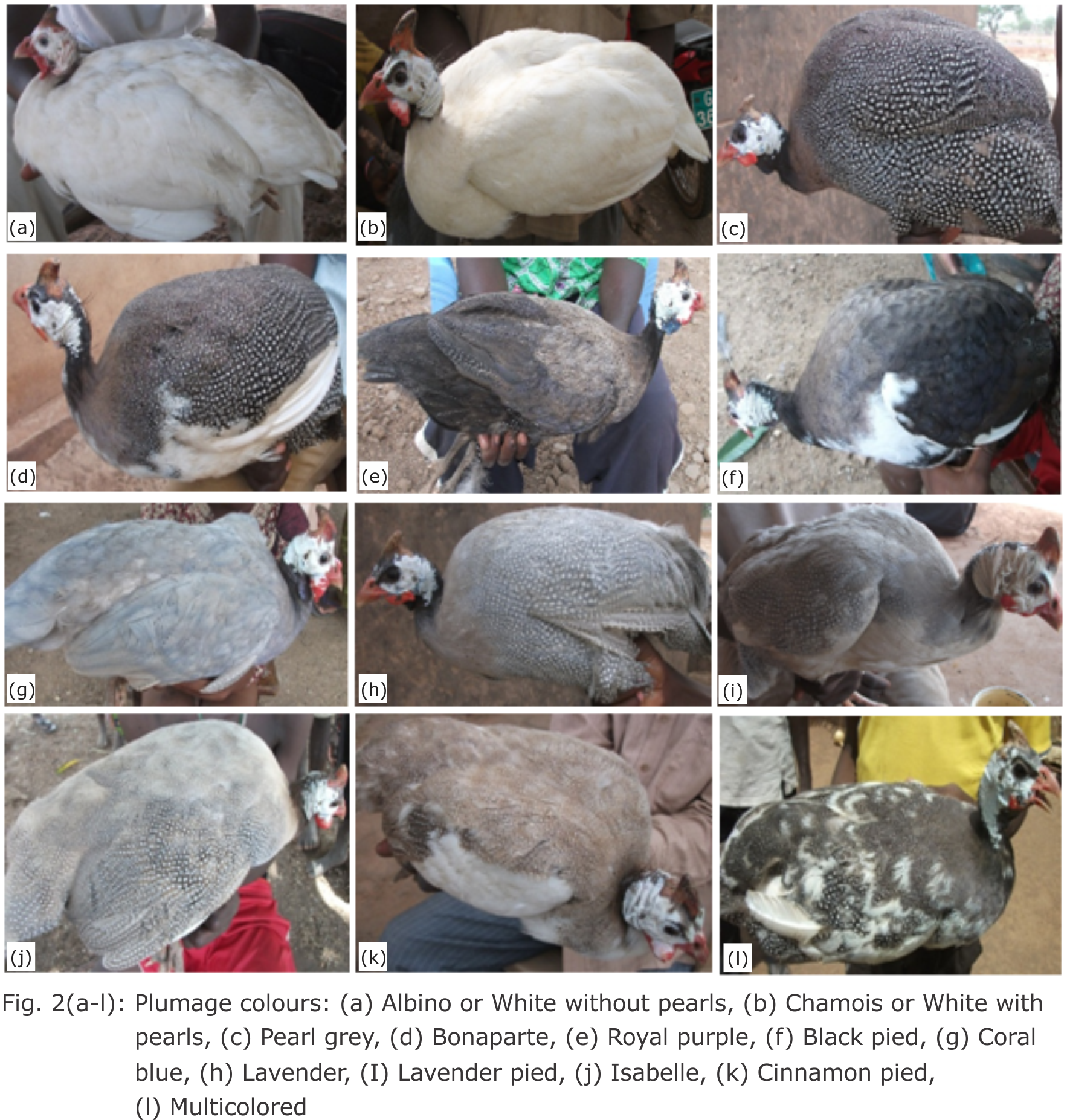 Image for - Morpho-Biometric Characterization of Indigenous Guinea fowl (Numida meleagris) Populations in Northern Togo