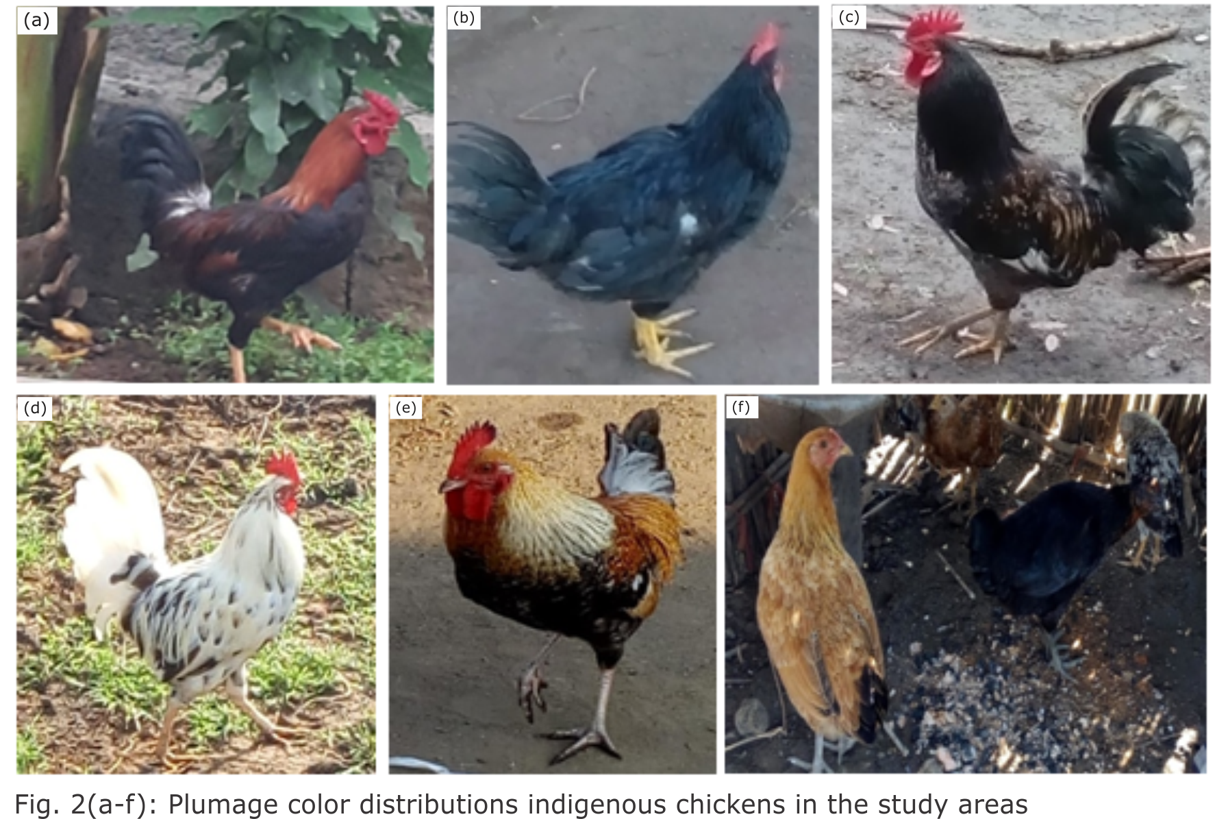 Image for - On-Farm Phenotypic and Morphological Characterization of Indigenous Chicken Populations in Gambella Region, Ethiopia