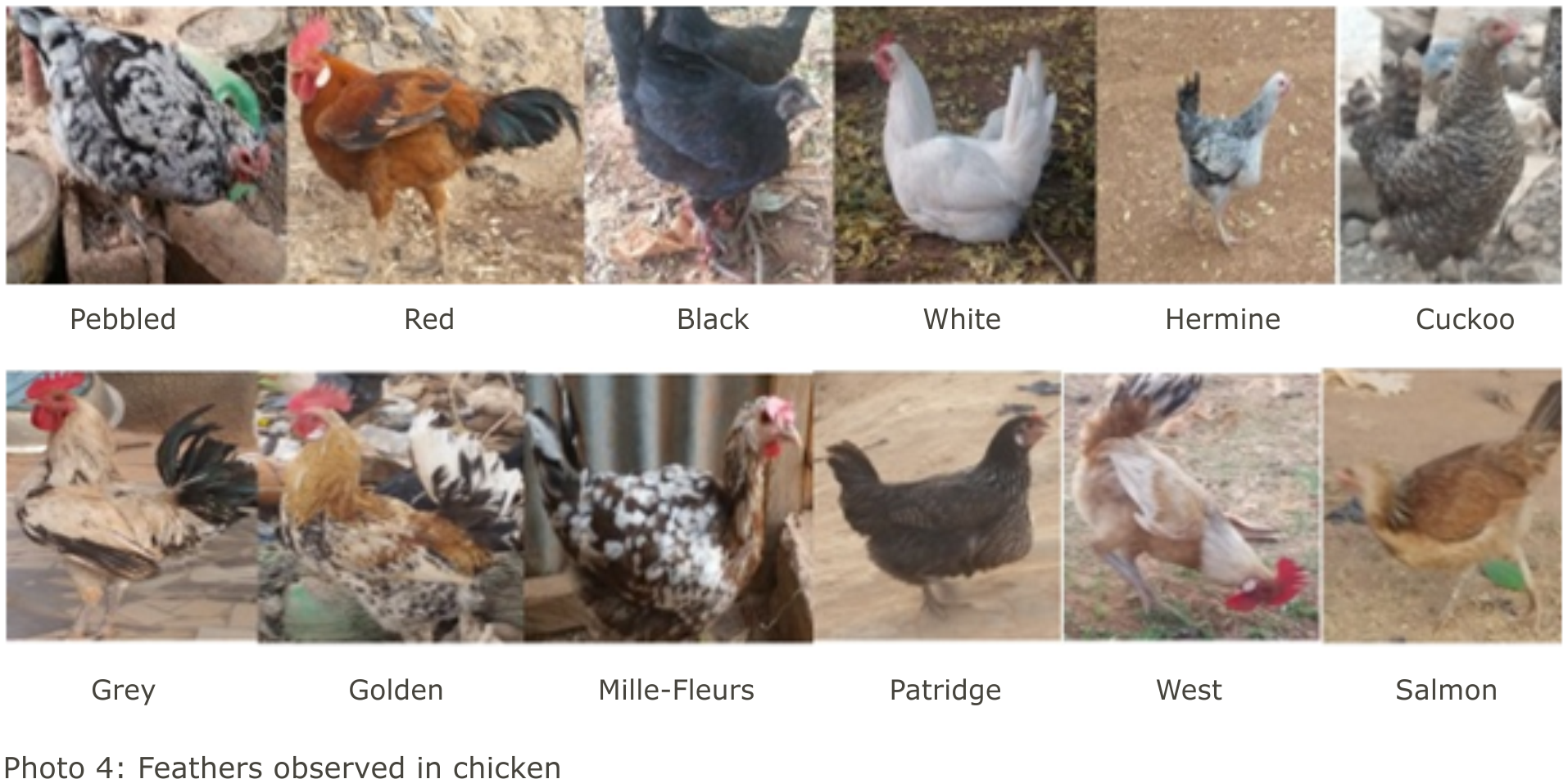 Image for - Morpho-Biometric Evaluation of the Genetic Diversity of Local Chicken Ecotypes in Four Regions (Centre-East, Sahel, Centre-North and South-West) of Burkina Faso