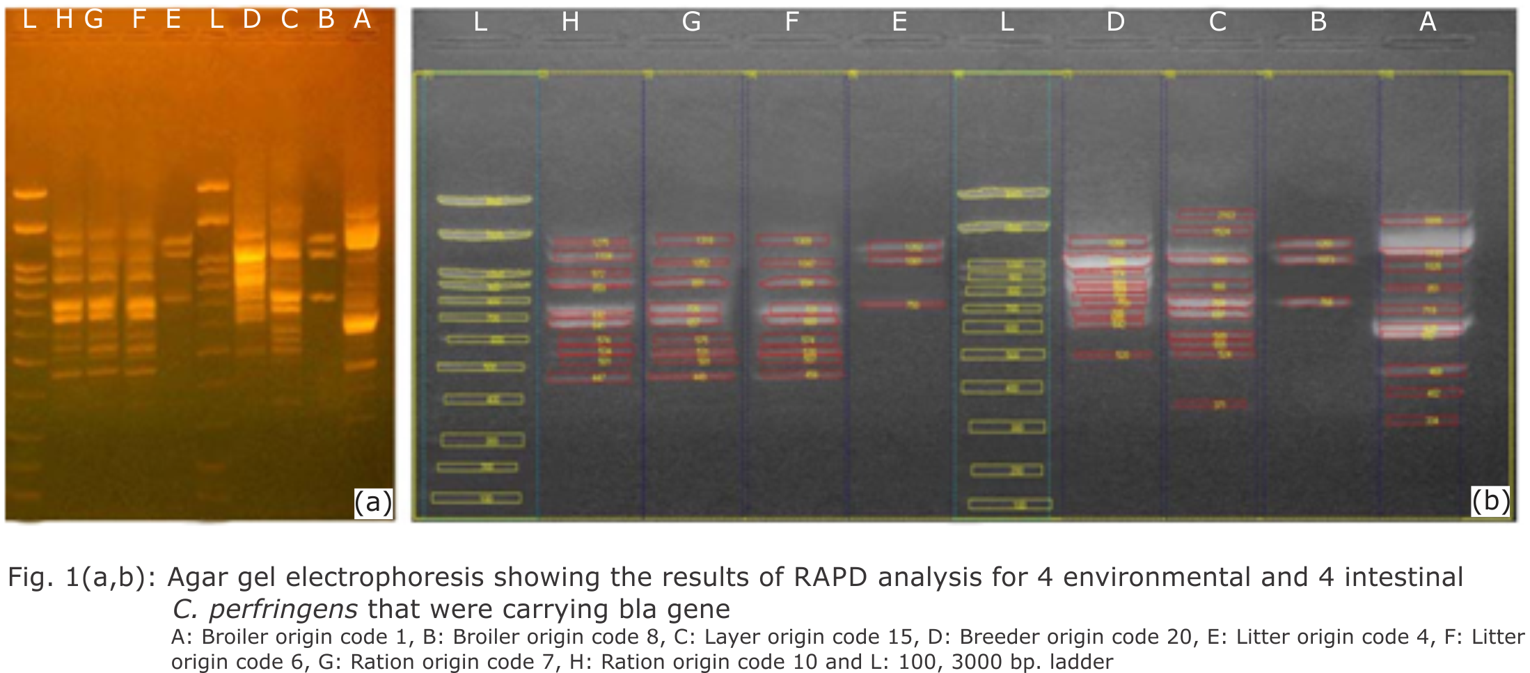 Fig. 1: Agar gel electrophoresis showing the results of RAPD analysis for 4 environmental and 4 intestinal C. perfringens that were carrying bla gene