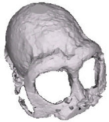 Image for - 3D Medical Image Segmentation and Surface Modeling Using the Power Crust