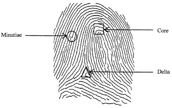 Image for - Fingerprint Verification System Using Artificial Neural Network