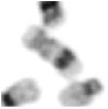 Image for - Novel Findings in Chromosome Image Segmentation Using Discrete Cosine Transform Based Gradient Vector Flow Active Contours