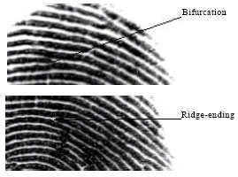 Image for - Partial Fingerprint Recognition Using Support Vector Machine