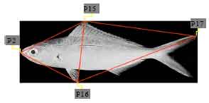 Image for - A Hybrid Memetic Algorithm with Back-propagation Classifier for Fish Classification Based on Robust Features Extraction from PLGF and Shape Measurements