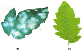 Image for - Detection and Classification of Leaf Diseases using K-means-based Segmentation and Neural-networks-based Classification