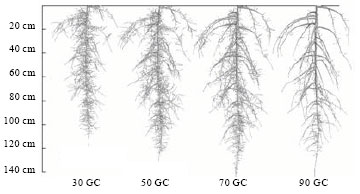 Image for - Virtual Crop Root System Model Depending on Topological Structural and Biomass Available Partitioning