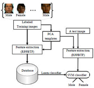 Image for - Gender Classification Based on Relaxed Pixel-Pattern-Based Texture Feature