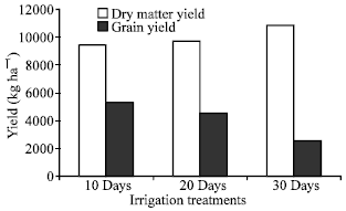 Image for - Evaluation of Yield and Yield Components of Facultative and Winter Bread Wheat Genotypes (Triticum aestivum L.). under Different Irrigation Regimes in Khorasam Province in Iran
