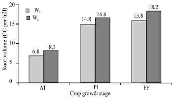 Image for - Effect of Integrated Crop Management Practices on Rice (Oryza sativa L.) Root Volume and Rhizosphere Redox Potential
