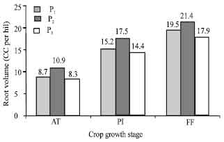 Image for - Effect of Integrated Crop Management Practices on Rice (Oryza sativa L.) Root Volume and Rhizosphere Redox Potential