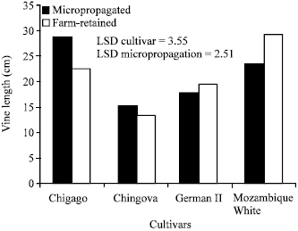 Image for - Vegetative Growth and Tuber Yields of Micropropagated and Farm-retained SweetPotato (Ipomea batatas) Cultivars