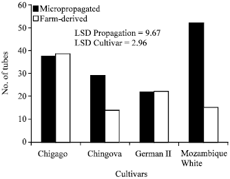 Image for - Vegetative Growth and Tuber Yields of Micropropagated and Farm-retained SweetPotato (Ipomea batatas) Cultivars