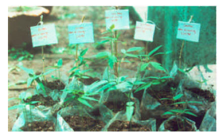 Image for - Effect of Some Rhizosphere Fungal Flora on the Productivity of Some Crop Plants