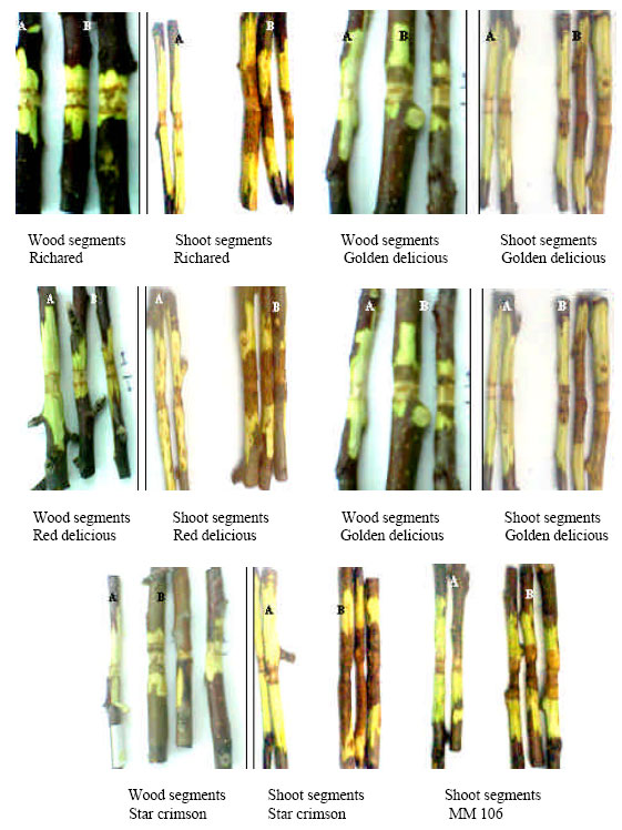 Image for - Variability in Pathogenicity among Tunisian Isolates of Phytophthora cactorum as Measured by Their Ability to Cause Crown Rot on Four Apple Cultivars and MM106 Roostock