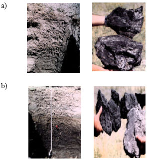 Image for - Organic Soils in the Arid Small Catchments in the Middle Anatolia Region of Turkey