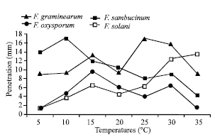 Image for - Effect of Temperature on Aggressivity of Tunisian Fusarium species Causing Potato (Solanum tuberosum L.) Tuber Dry Rot