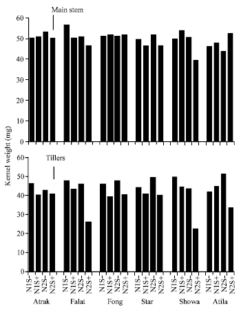 Image for - Post-anthesis Water Stress and Nitrogen Rate Effects on Dry Matter and Nitrogen Remobilisation in Wheat Cultivars