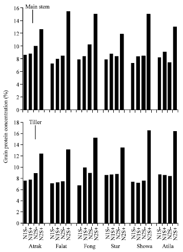 Image for - Post-anthesis Water Stress and Nitrogen Rate Effects on Dry Matter and Nitrogen Remobilisation in Wheat Cultivars