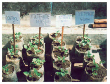 Image for - Effect of Some Rhizosphere Fungal Flora on the Productivity of Some Crop Plants