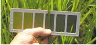 Image for - Standardisation of Leaf Colour Chart Based Nitrogen Management in Direct Wet Seeded Rice (Oryza sativa L.)