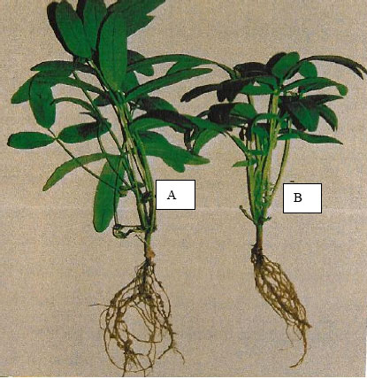 Image for - Allelopathic Activity of Sunflower (Helianthus annuus L.) on Growth and Nodulation of Bambara Groundnut (Vigna subterranea (L.) Verdc.)