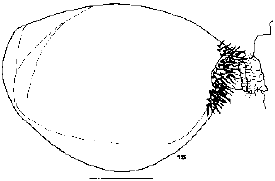 Image for - Parasitism of Mesohomotoma tessmanni Aulmann (Psylloidea, Carsidaridae) Psyllid Pest of Theobroma cacao and Octolobus spectabilis (Sterculiaceae) in Cameroon and Taxonomy of Parasitoids