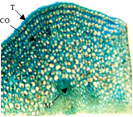 Image for - Effect of Salinity Stress on Structure and Ultrastructure of Shoot Apical Meristem of Canola (Brassica napus cv. Symbol)