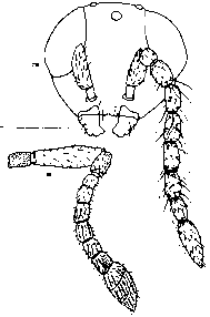 Image for - Parasitism of Mesohomotoma tessmanni Aulmann (Psylloidea, Carsidaridae) Psyllid Pest of Theobroma cacao and Octolobus spectabilis (Sterculiaceae) in Cameroon and Taxonomy of Parasitoids