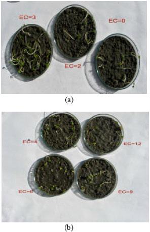 Image for - Effects of Salinity Stress on the Morphology and Yield of Two Cultivars of Canola (Brassica napus L.)