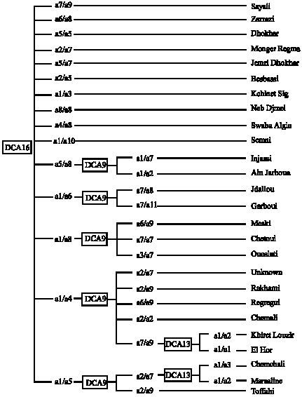 Image for - SSR Marker Based DNA Fingerprinting of Tunisian Olive (Olea europaeaL.) Varieties