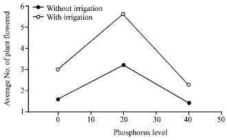 Image for - Response of Cowpea (Vigna unguiculata L. Walp.) to Water Stress and Phosphorus Fertilization