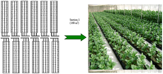 Image for - Assessment of a N. tabacum L., Variety using Natural Zeolite as Substrate and Confined Conditions for Consistent Biomass, Protein and Plantibody Production