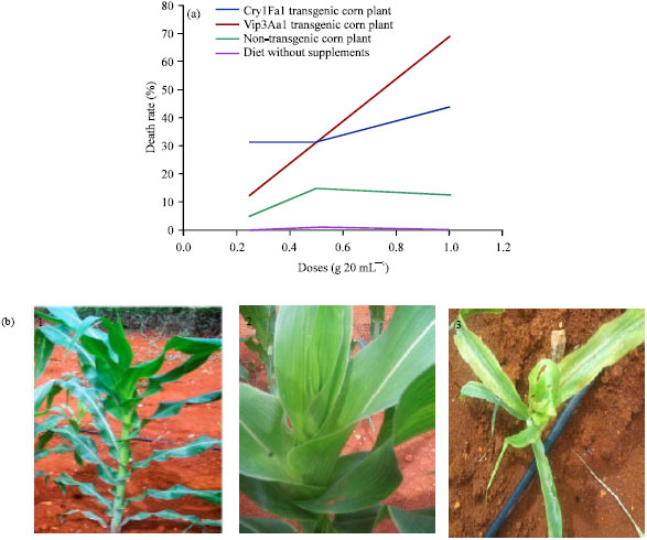 Image for - Bacillus thuringiensis Vip3Aa1 Expression and Purification from E.  coli to be Determined in Seeds and Leaves of Genetically-Modified Corn Plants