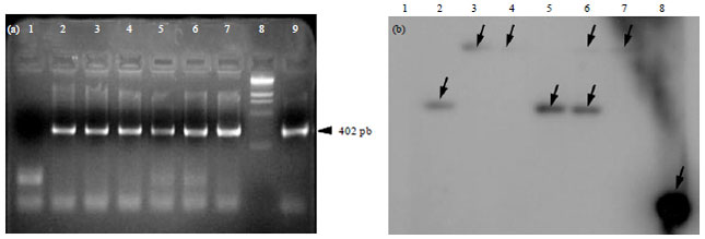 Image for - Maize Genetic Transformation Procedure Improvement using Agrobacterium tumefaciens and FR-28 Cuban Synthetic Corn Variety as Model