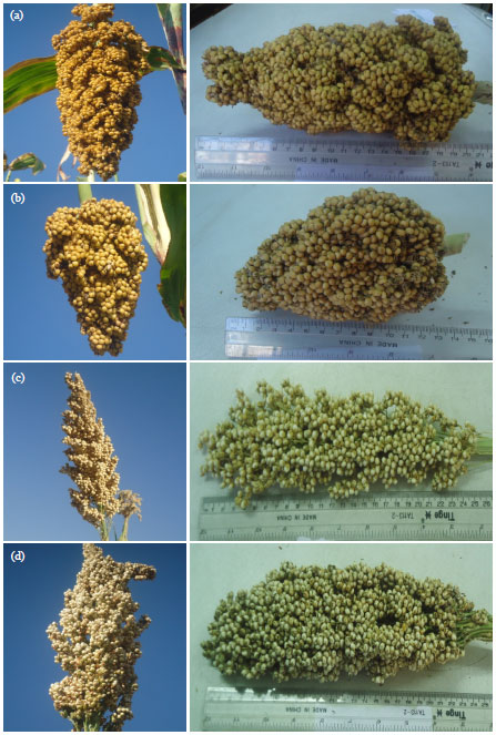 Image for - Growth, Water Status, Physiological, Biochemical and Yield Response of Stay Green Sorghum (Sorghum bicolor (L.) Moench) Varieties-A Field Trial Under Drought-Prone Area in Amhara Regional State, Ethiopia