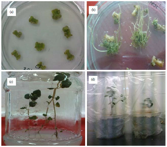 Image for - Effect of Explant, Genotype and Plant Growth Regulators on Regeneration and Agrobacterium-Mediated Transformation of Potato