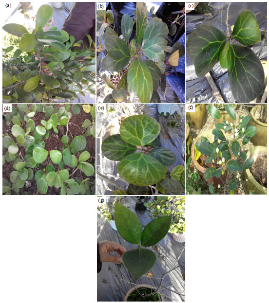 Image for - Ficus deltoidea: Review on Background and Recent Pharmacological Potential