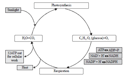 Image for - Effects of Hydrogen Peroxide on Growth, Development and Quality of Fruits: A Review