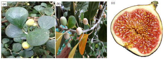 Image for - Ficus deltoidea: Review on Background and Recent Pharmacological Potential