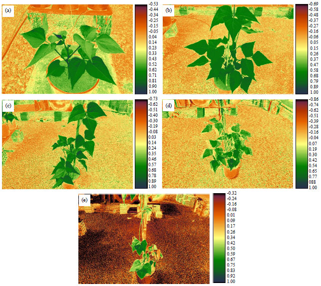 Image for - NDVI Response to Water Stress in Different Phenological Stages in Culture Bean