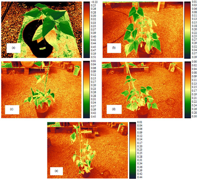 Image for - NDVI Response to Water Stress in Different Phenological Stages in Culture Bean