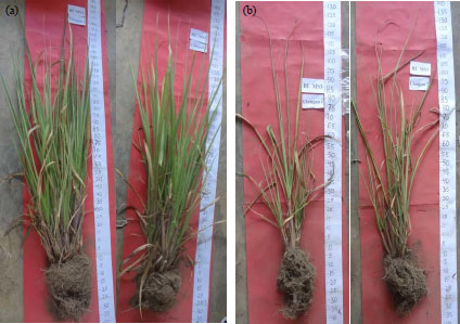 Image for - Sugarcane Roots Dynamics Inoculated with Arbuscular Mycorrhizal Fungi on Dry Land