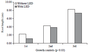 Image for - Quick Growth of Lettuce Plants Using Purple Led Illumination Devices