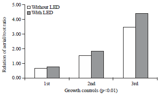 Image for - Quick Growth of Lettuce Plants Using Purple Led Illumination Devices