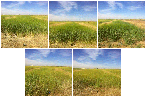 Image for - Optimum Herbicide Dose Management in Direct Seeding for Cereals Production: Case of Semi-arid Area of Algeria