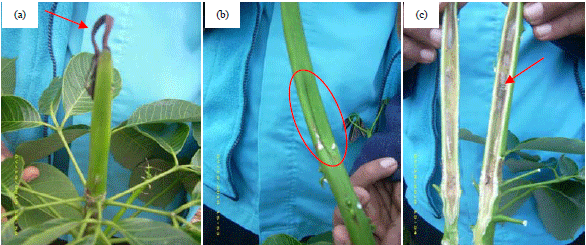 Image for - Lasiodiplodia theobromae Fungus Causing Stem Canker Disease on Rubber Tree (Hevea brasiliensis) in Indonesia