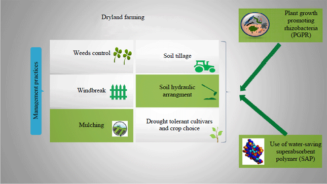 Image for - Dryland Farming and the Agronomic Management of Crops in Arid Environments