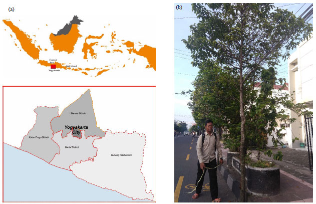 Image for - Productive Urban Landscape through Urban Trees on Roadside Greenery of Yogyakarta City