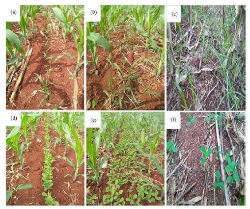 Image for - Methods of Intercropping Cover Crops with Maize in Southern Brazil